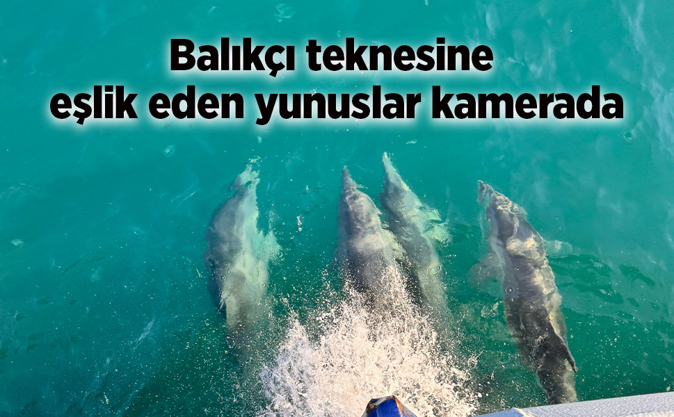 Balıkçı teknesine eşlik eden yunuslar kamerada