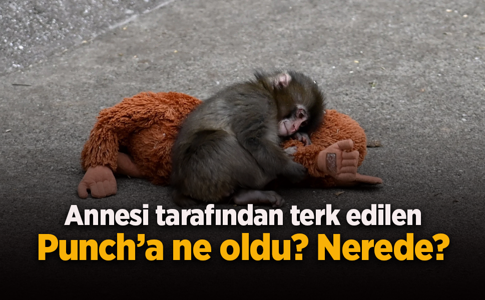 Annesi tarafından terk edilen Punch’a ne oldu? Nerede?