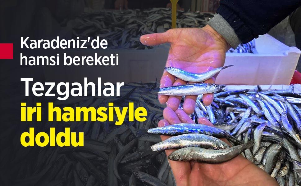 Karadeniz'de hamsi bereketi: Tezgahlar iri hamsiyle doldu