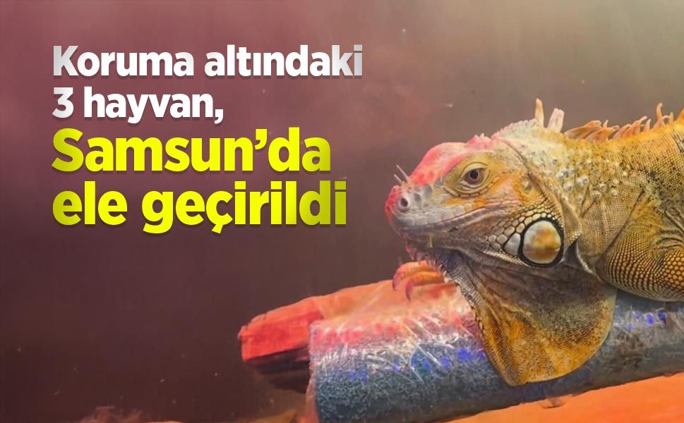 Koruma altındaki 3 hayvan, Samsun’da ele geçirildi