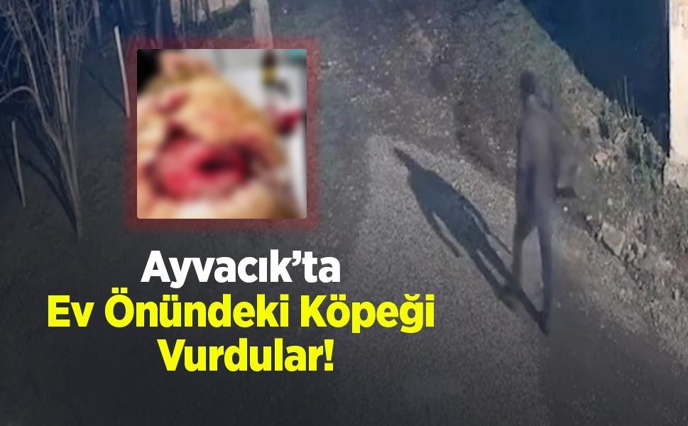 Ayvacık’ta Ev Önündeki Köpeği Vurdular!