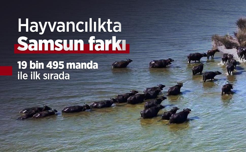 Hayvancılıkta Samsun farkı: 19 bin 495 manda ile ilk sırada