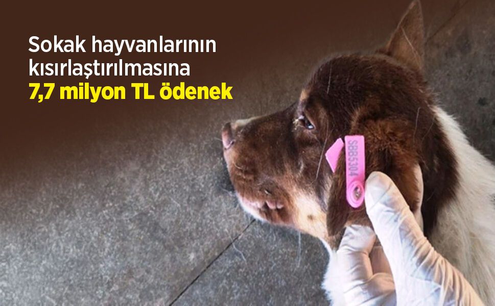 Sokak hayvanlarının kısırlaştırılmasına 7,7 milyon TL ödenek