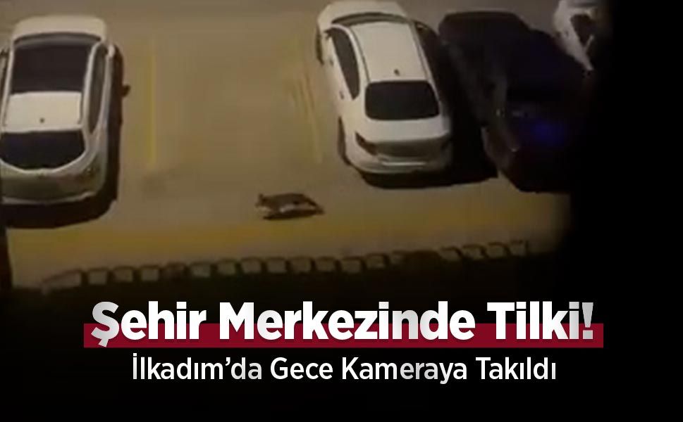 Şehir Merkezinde Tilki! İlkadım’da Gece Kameraya Takıldı