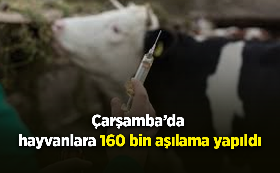 Çarşamba’da hayvanlara 160 bin aşılama yapıldı