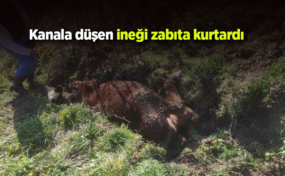 Kanala düşen ineği zabıta kurtardı