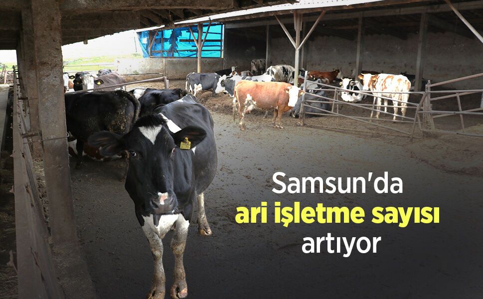 Samsun'da ari işletme sayısı artıyor
