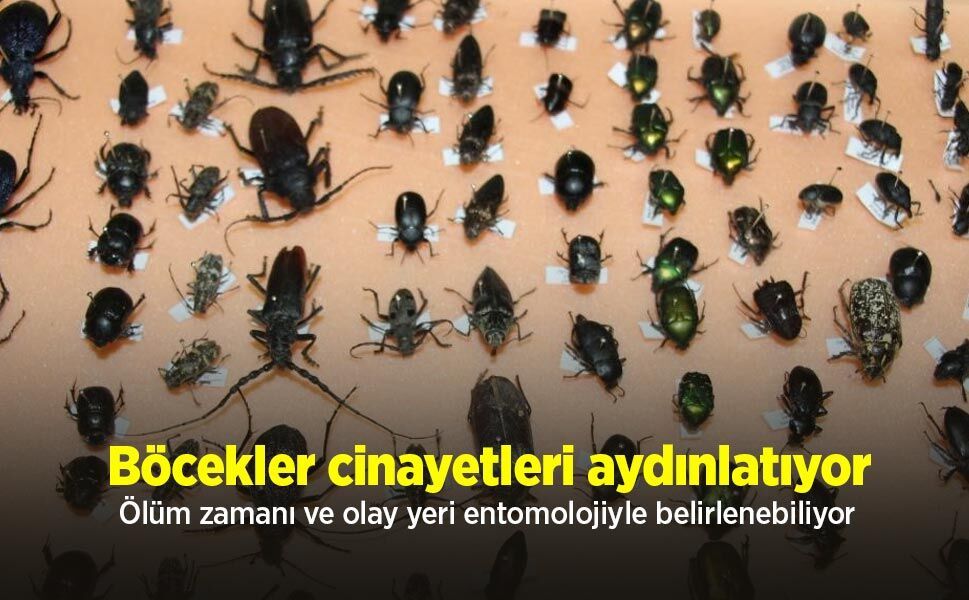 Böcekler cinayetleri aydınlatıyor: Ölüm zamanı ve olay yeri entomolojiyle belirlenebiliyor