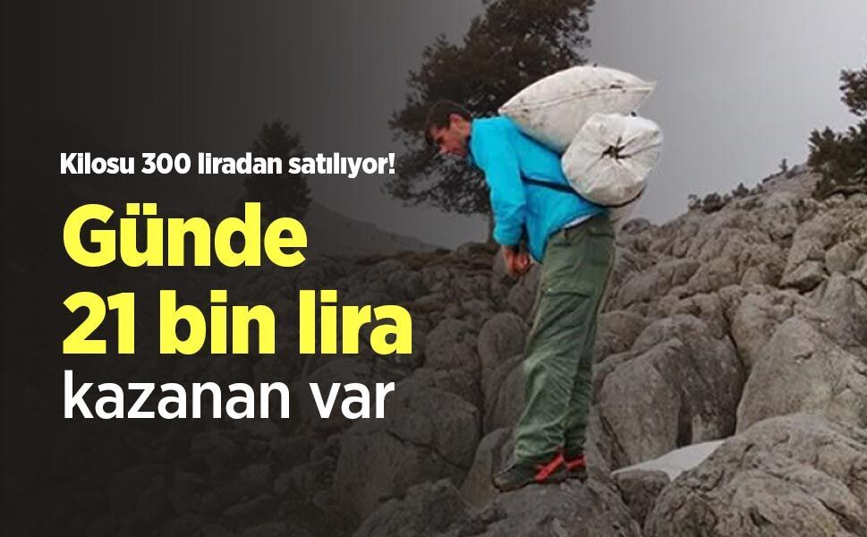 Kilosu 300 liradan satılıyor! Günde 21 bin lira kazanan var