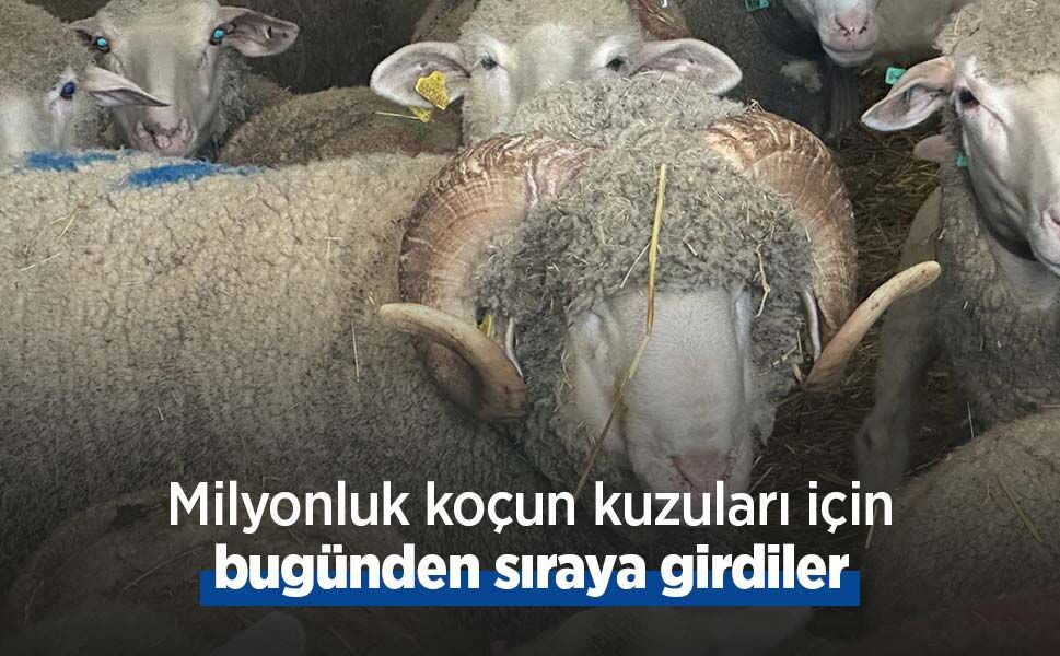 Milyonluk koçun kuzuları için bugünden sıraya girdiler