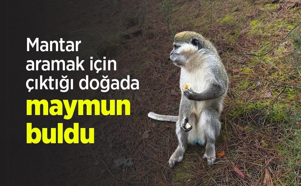 Mantar aramak için çıktığı doğada maymun buldu