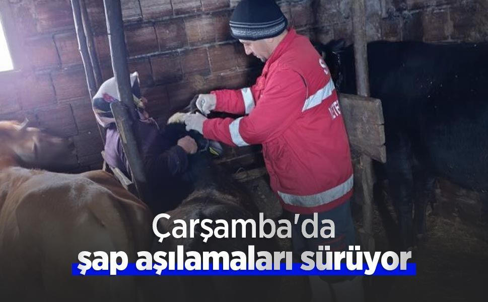Çarşamba'da şap aşılamaları sürüyor