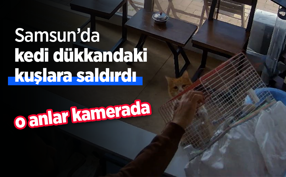 Samsun'da kedi dükkandaki kuşlara saldırdı