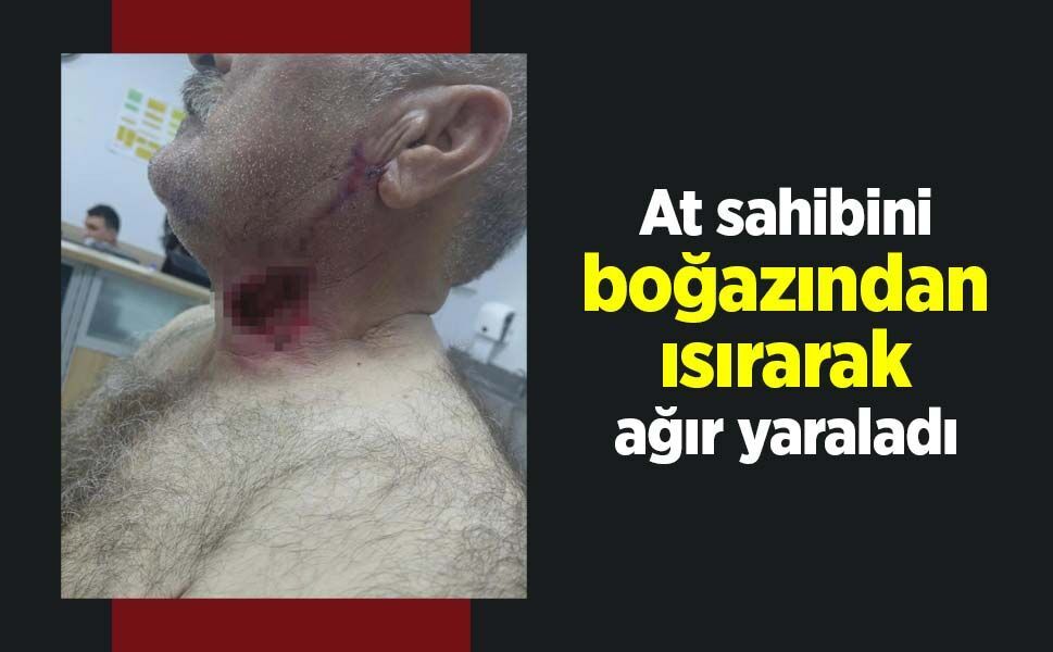 At sahibini boğazından ısırarak ağır yaraladı