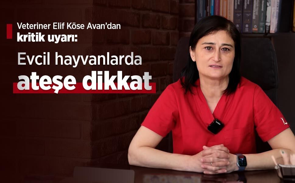 Veteriner Elif Köse Avan’dan kritik uyarı: Evcil hayvanlarda ateşe dikkat