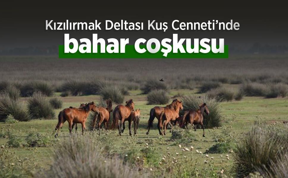 Kızılırmak Deltası Kuş Cenneti’nde bahar coşkusu