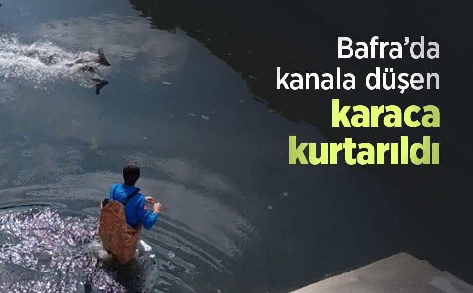 Bafra’da kanala düşen karaca kurtarıldı