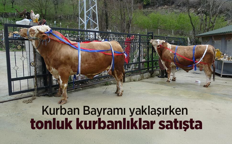 Kurban Bayramı yaklaşırken tonluk kurbanlıklar satışta