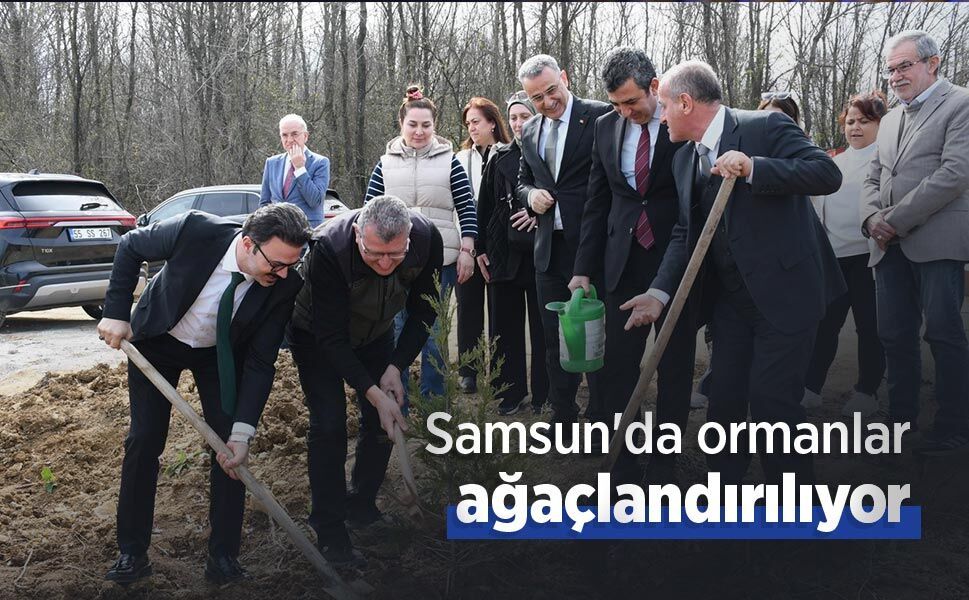 Samsun'da ormanlar ağaçlandırılıyor