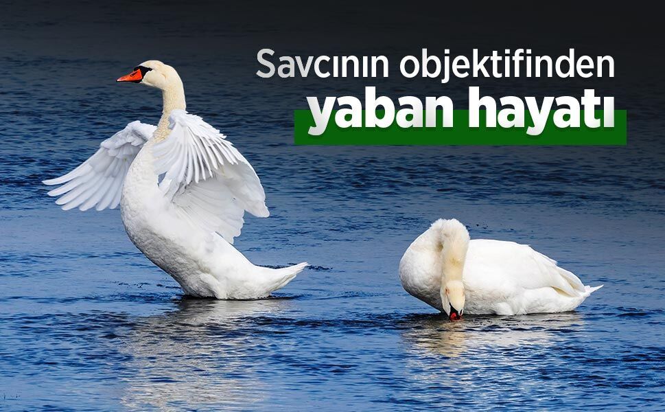 Savcının objektifinden yaban hayatı