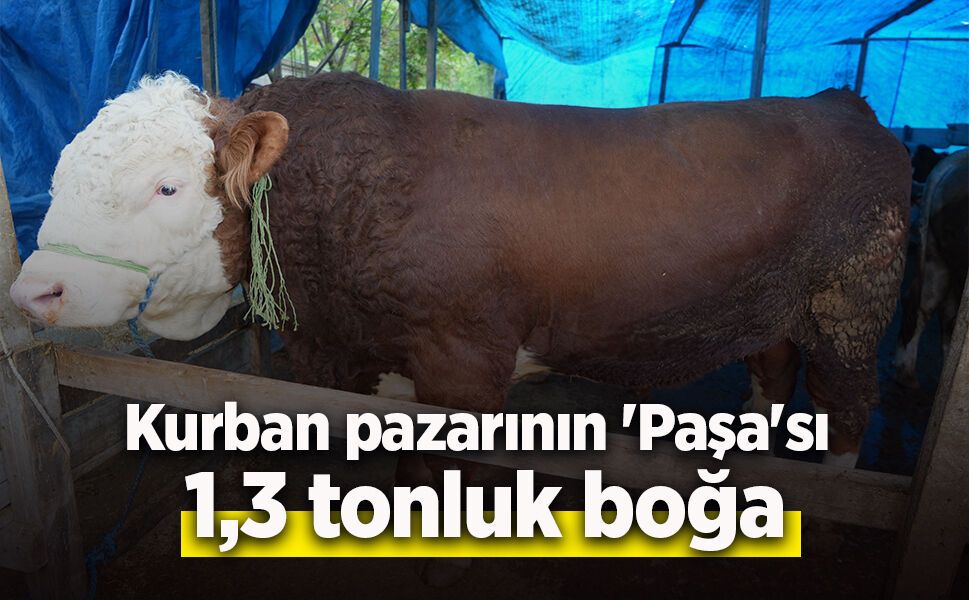 Kurban pazarının 'Paşa'sı 1,3 tonluk boğa