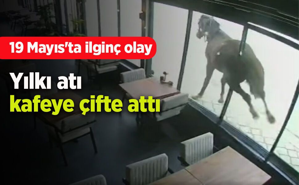 19 Mayıs'ta ilginç olay: Yılkı atı kafeye çifte attı