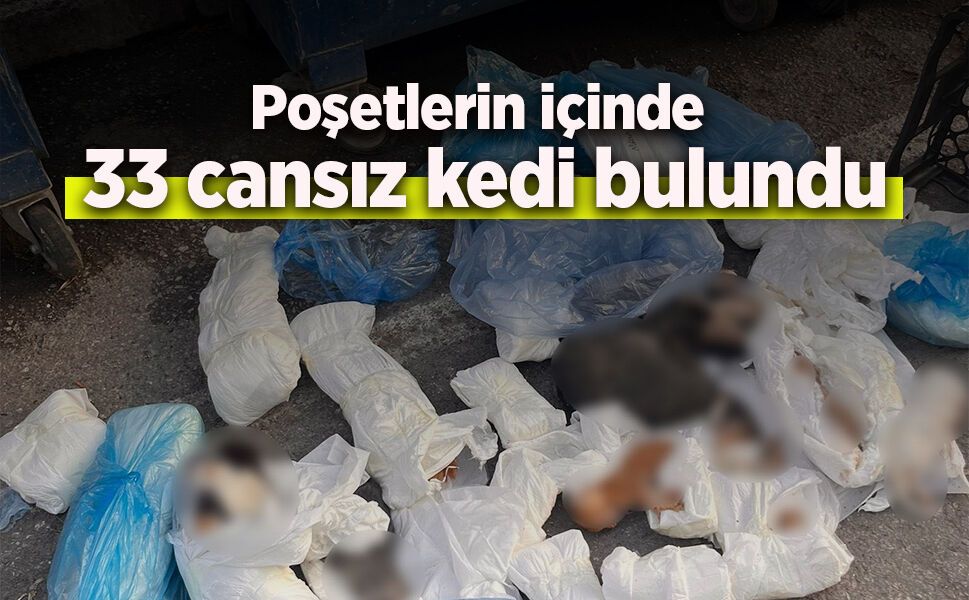 Poşetlerin içinde  33 cansız kedi bulundu