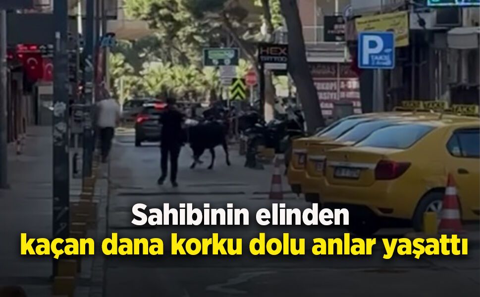 Sahibinin elinden kaçan dana korku dolu anlar yaşattı