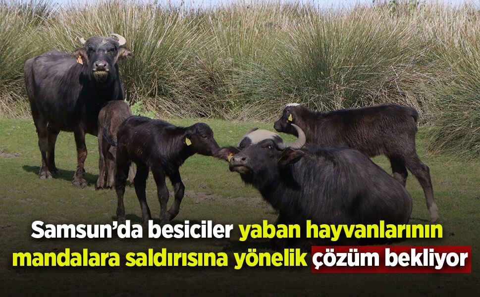 Samsun’da besiciler yaban hayvanlarının mandalara saldırısına yönelik çözüm bekliyor
