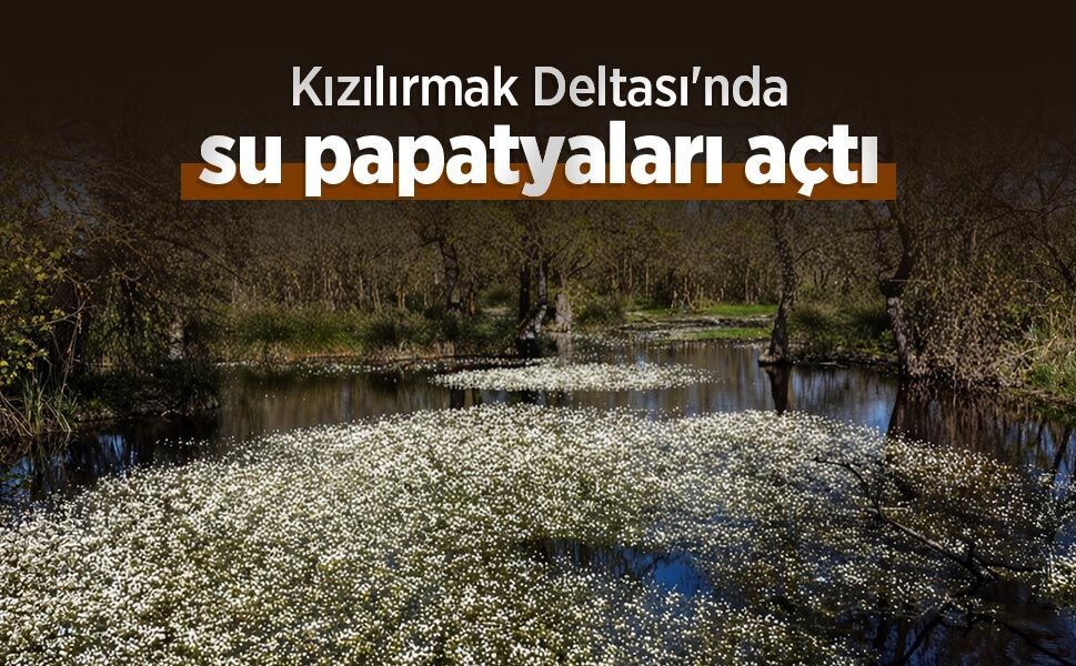 Kızılırmak Deltası'nda su papatyaları açtı