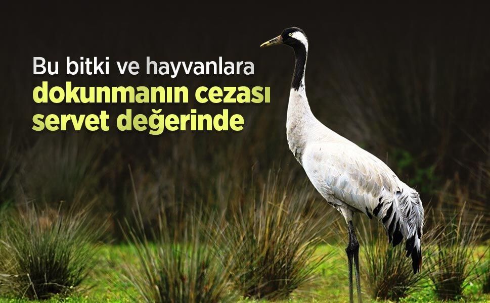 Bu bitki ve hayvanlara dokunmanın cezası servet değerinde