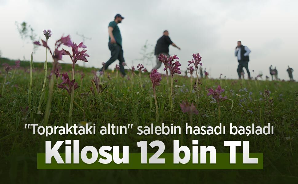 "Topraktaki altın" salebin hasadı başladı: Kilosu 12 bin TL