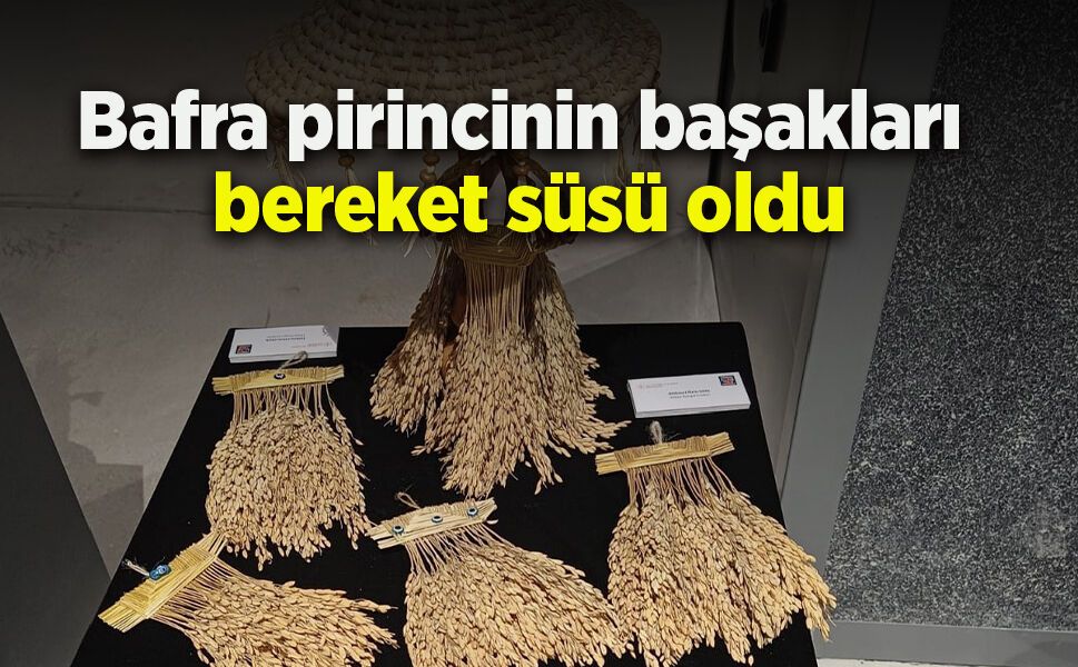 Bafra pirincinin başakları bereket süsü oldu