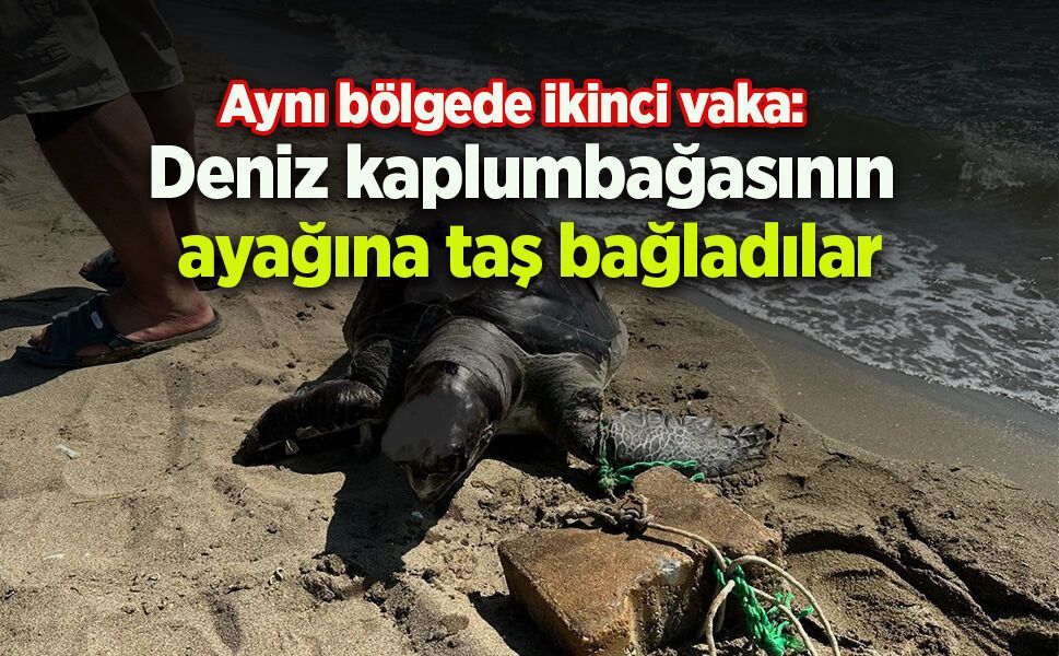 Aynı bölgede ikinci vaka: Deniz kaplumbağasının ayağına taş bağladılar