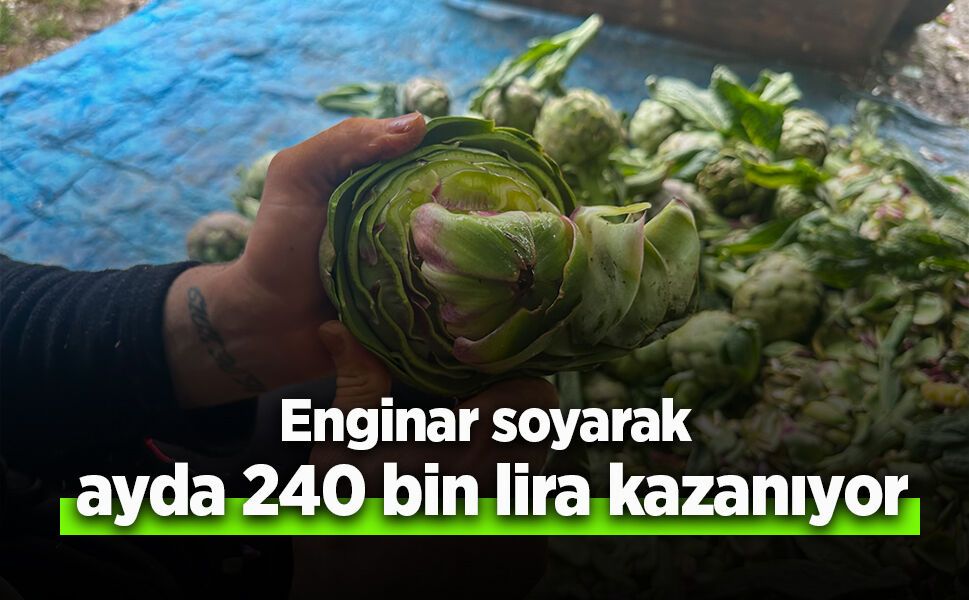 Enginar soyarak ayda 240 bin lira kazanıyor
