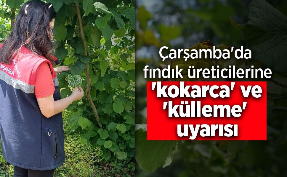 Çarşamba'da fındık üreticilerine 'kokarca' ve 'külleme' uyarısı