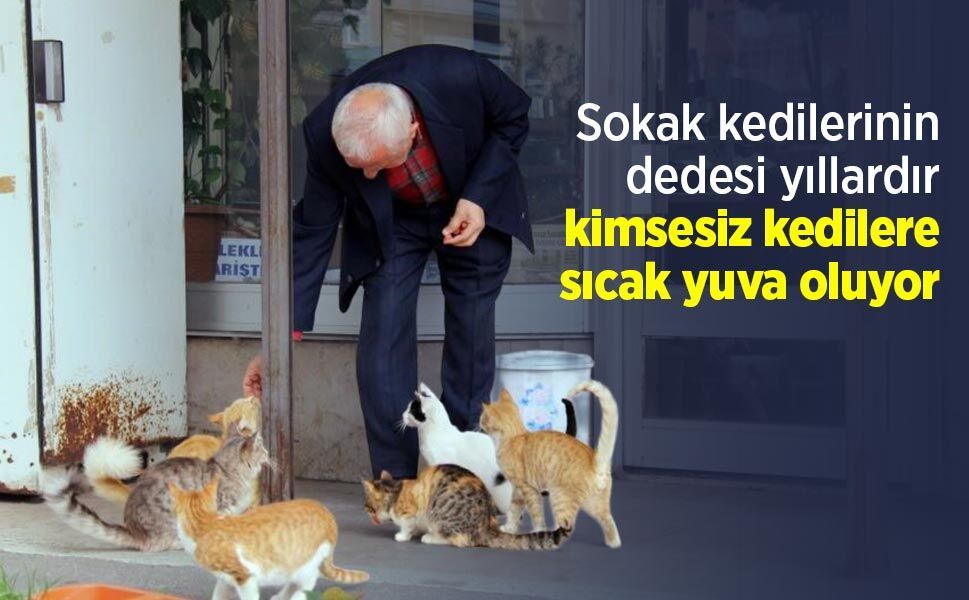 Sokak kedilerinin dedesi yıllardır kimsesiz kedilere sıcak yuva oluyor