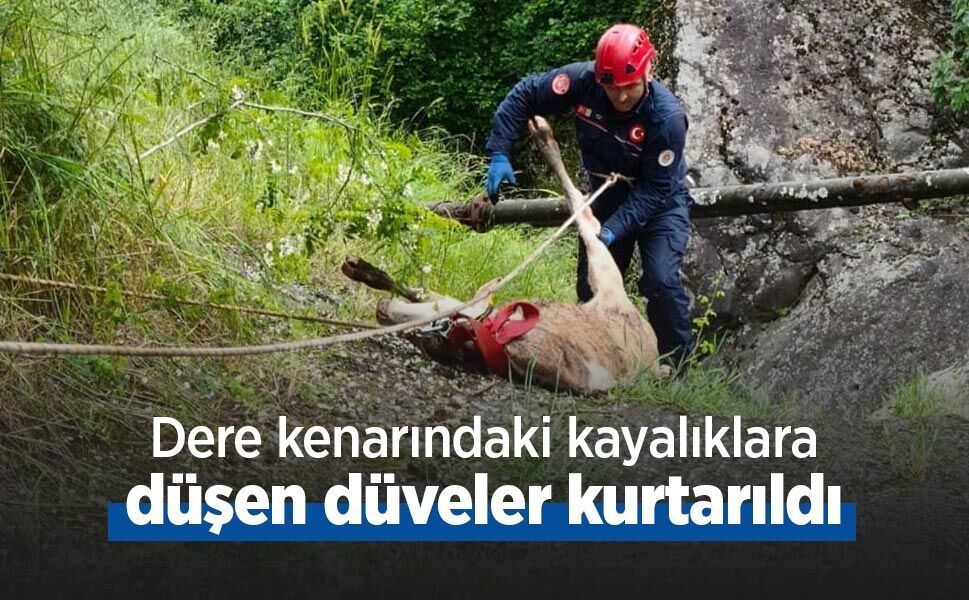 Dere kenarındaki kayalıklara düşen düveler kurtarıldı