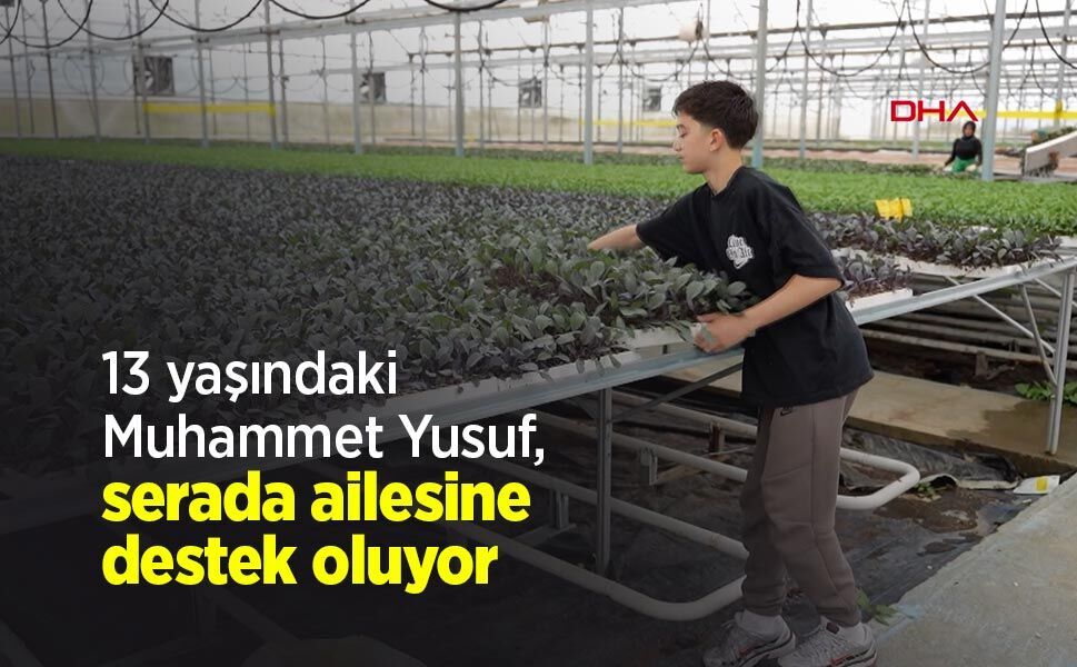13 yaşındaki Muhammet Yusuf, serada ailesine destek oluyor
