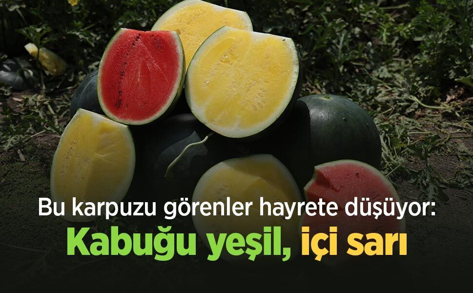 Bu karpuzu görenler hayrete düşüyor: kabuğu yeşil, içi sarı