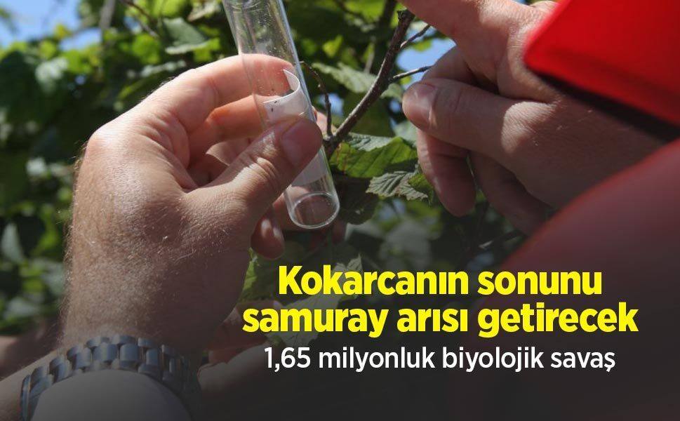 Kokarcanın sonunu samuray arısı getirecek: 1,65 milyonluk biyolojik savaş