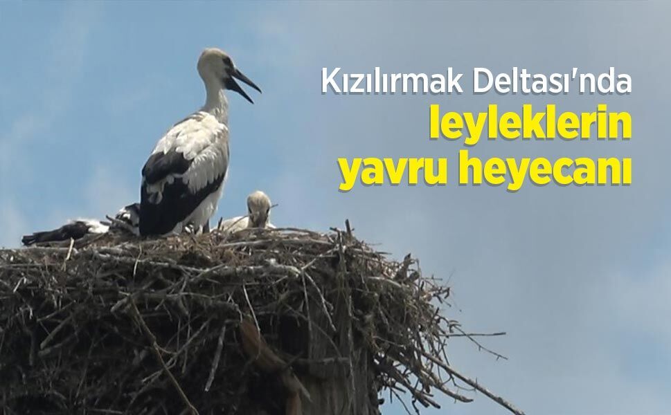 Kızılırmak Deltası'nda leyleklerin yavru heyecanı