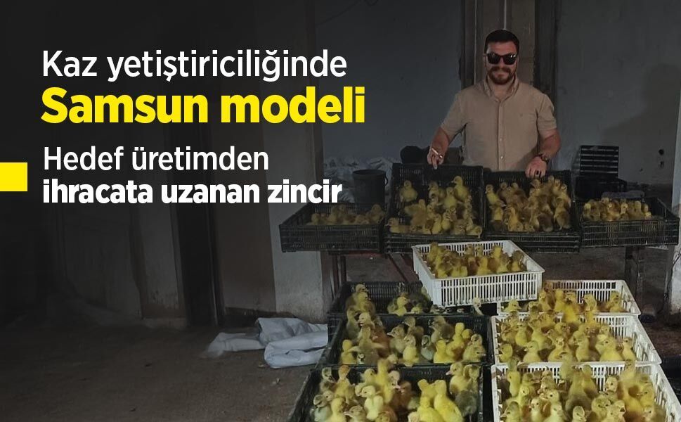 Kaz yetiştiriciliğinde Samsun modeli: Hedef üretimden ihracata uzanan zincir