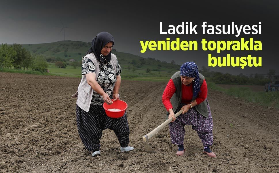 Ladik fasulyesi yeniden toprakla buluştu