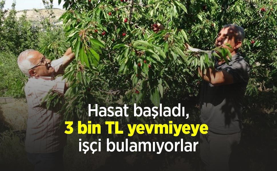 Hasat başladı, 3 bin TL yevmiyeye işçi bulamıyorlar