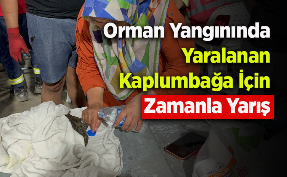 Orman Yangınında Yaralanan Kaplumbağa İÇin Zamanla Yarış