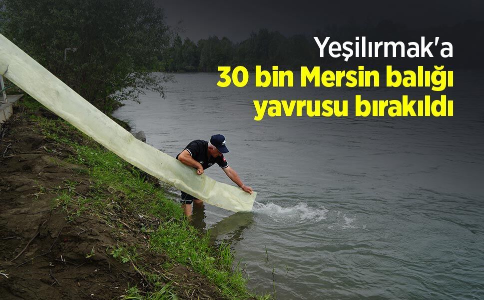 Yeşilırmak'a 30 bin Mersin balığı yavrusu bırakıldı