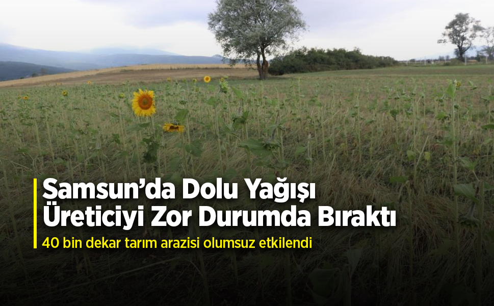 Samsun’da dolu afetinde 40 bin dekar tarım arazisi olumsuz etkilendi