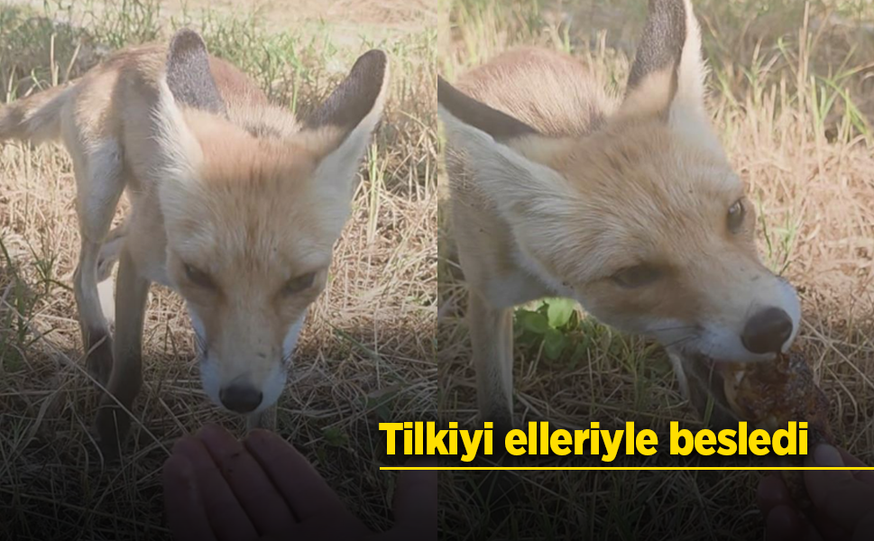 Tilkiyi elleriyle besledi