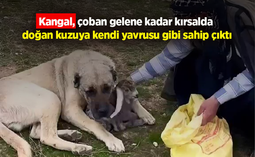 Kangal, çoban gelene kadar kırsalda doğan kuzuya kendi yavrusu gibi sahip çıktı